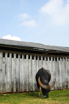 Water buffalo