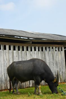 Water buffalo