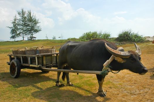 Water buffalo