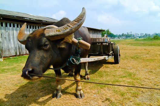 Water buffalo