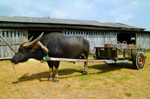 Water buffalo