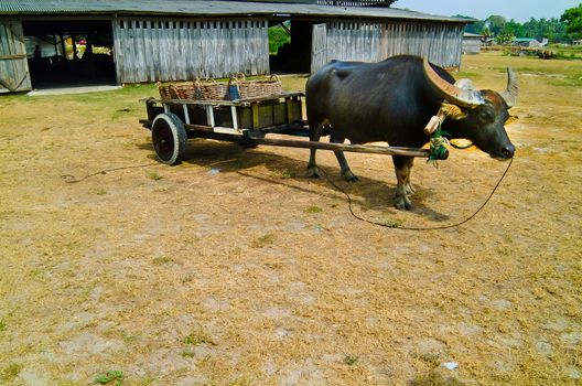 Water buffalo