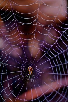 colorful spider in web