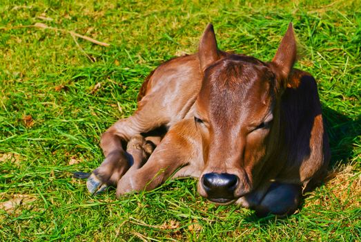 baby cow