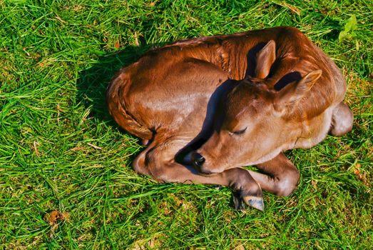 baby cow