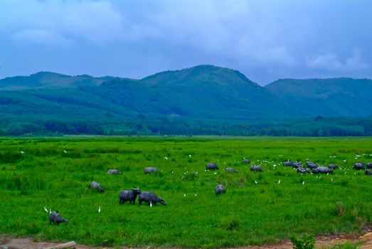 Water buffalo