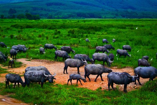 Water buffalo