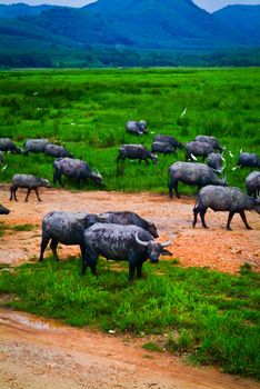 Water buffalo