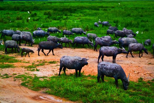 Water buffalo