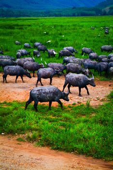 Water buffalo