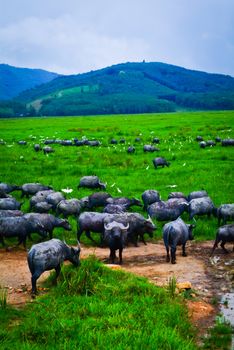 Water buffalo