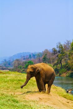 elephant