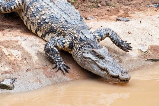 A fresh water crocodile on land