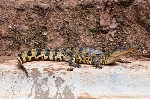 A fresh water crocodile on land