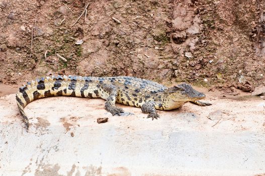 A fresh water crocodile on land