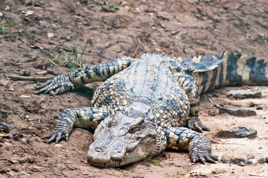 A fresh water crocodile on land