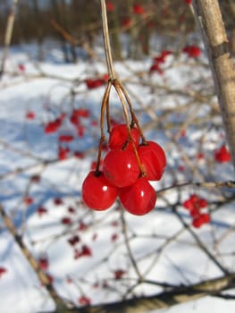 bunches of red guelder-rose on a bush on a background of a snow