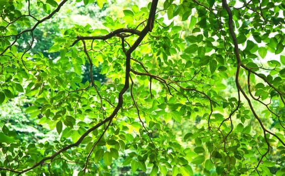 trees with bright green leaves background
