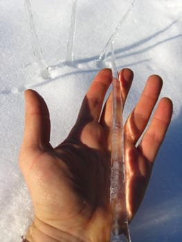 Icicles laying on a palm on the snow