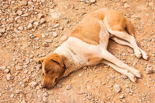 The dog is sleeping on the ground. In shabby condition.