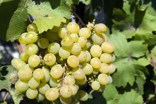 the bunch of ripe juicy white grapes