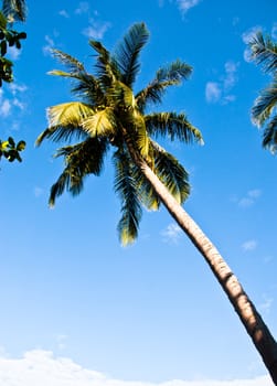 The view from the bottom to the top of the coconut.