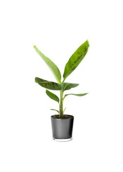 Ornamental Plants over white background