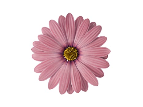 Pink flower isolated on white
