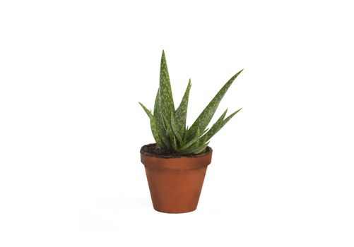 Aloe vera isolated on white