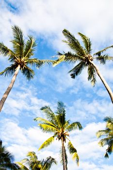 The view from the bottom to the top of the coconut.