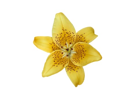 Yellow lilly flower isolated on white