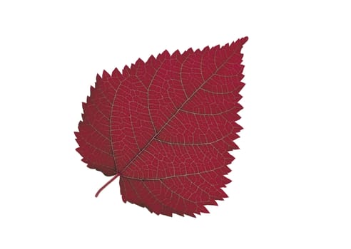 Red Leaf isolated on white