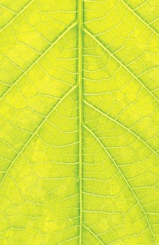 Grean leaf macro