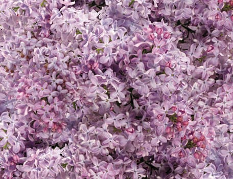 Small pink flowers background