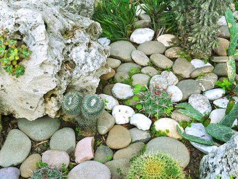 many large cacti in the greenhouse