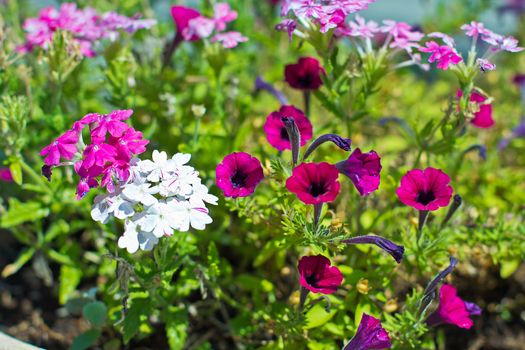 Pretty manicured flower garden with colorful azaleas.