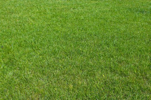 Green grass background