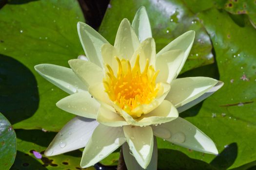 white water lily
