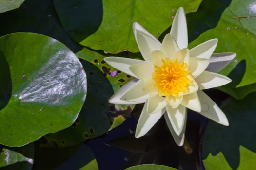 water lily with lotus leaf on pond