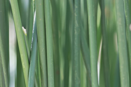 Sugar cane plant