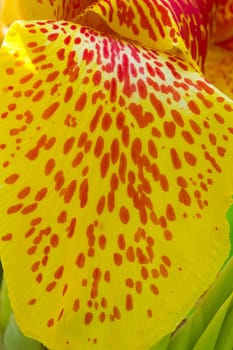 Yellow petals. Background.