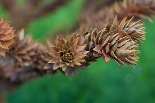 Cedar cones