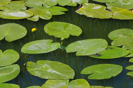water lilly blossoms in summer day