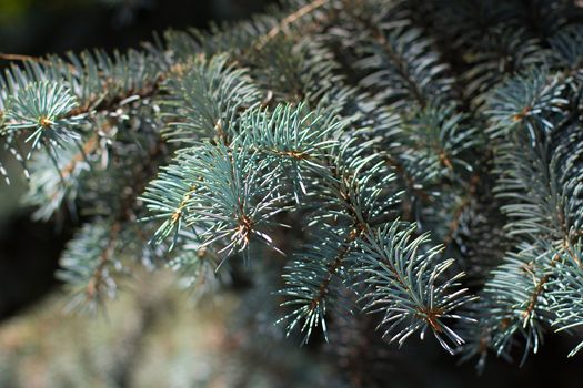 fir branches
