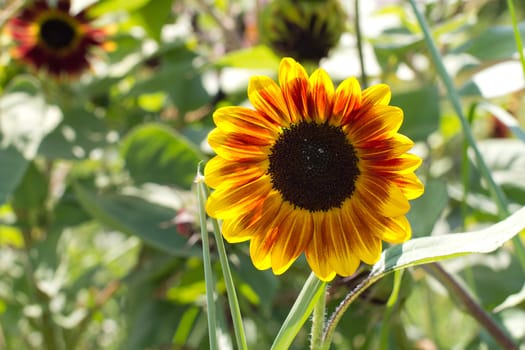 Macro view of yellow flower