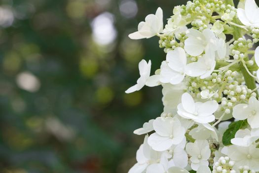 Gypsophila