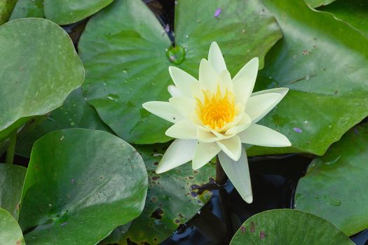 white water lily