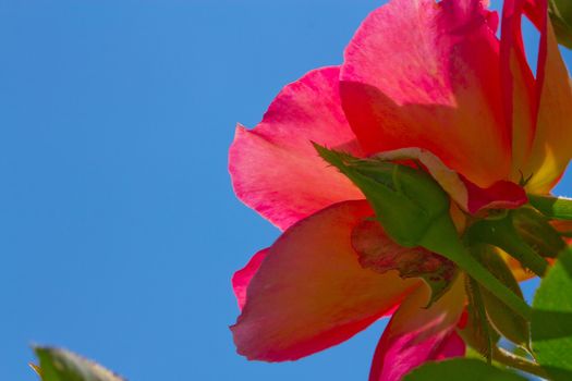 wild rose flower