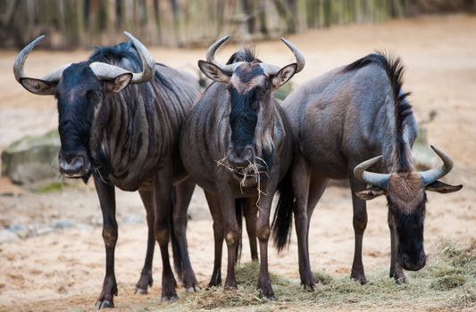 Group of wildebeests: animal life in Africa. Mammals 