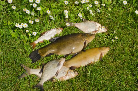Lake fishes tench, bream, roach on green grass. Active leisure fishing catch.